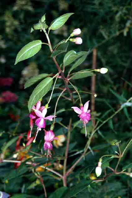 Photos Fuchsia magellanica - Hardy fuchsia
