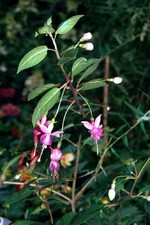 Photos Fuchsia magellanica - Hardy fuchsia