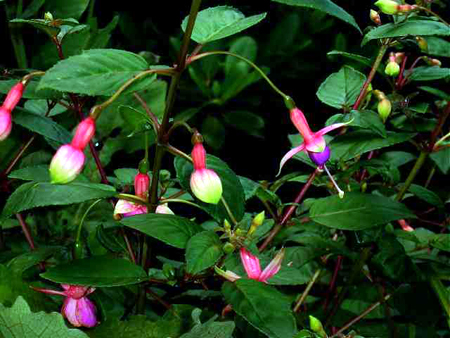 Photos Fuchsia magellanica - 