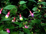 Photos Fuchsia magellanica