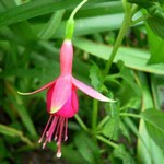 Photos Fuchsia magellanica