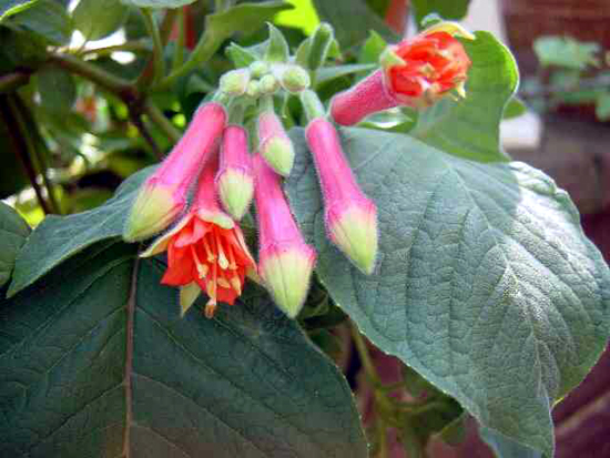 Photos Fuchsia fulgens - 