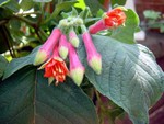 Photos Fuchsia fulgens