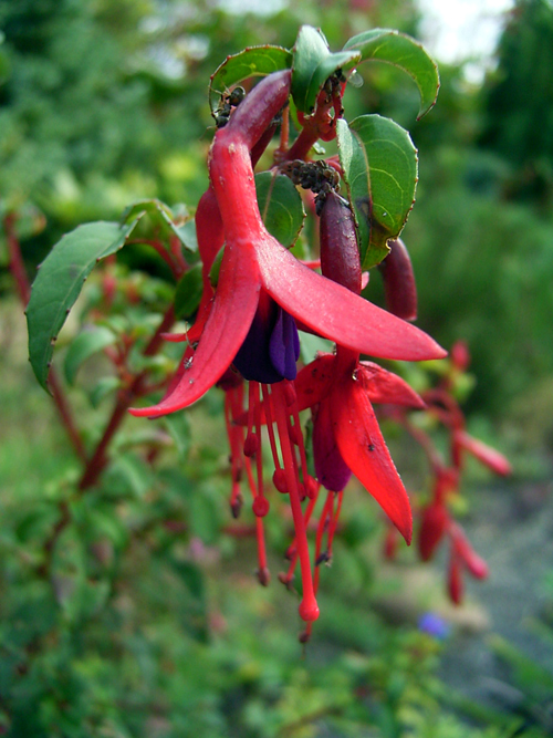 Photos Fuchsia Hybride - 