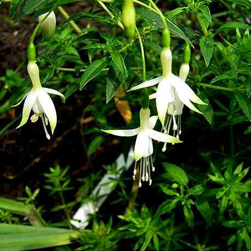 Photos Fuchsia magellanica - Hardy fuchsia