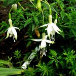 Photos Fuchsia magellanica