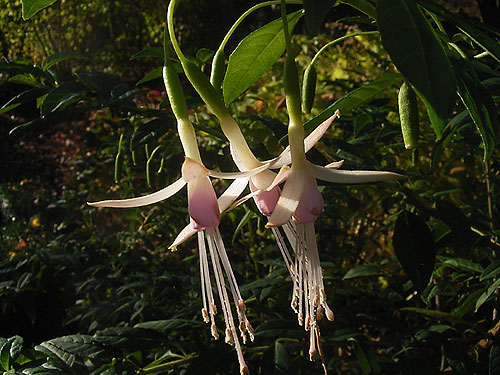 Photos Fuchsia graciles alba - 