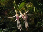 Photos Fuchsia graciles alba