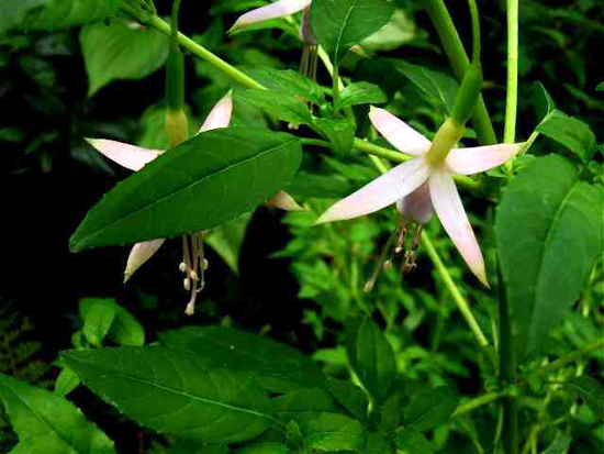 Photos Fuchsia magellanica - Hardy fuchsia