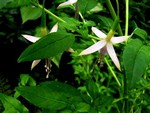 Photos Fuchsia magellanica