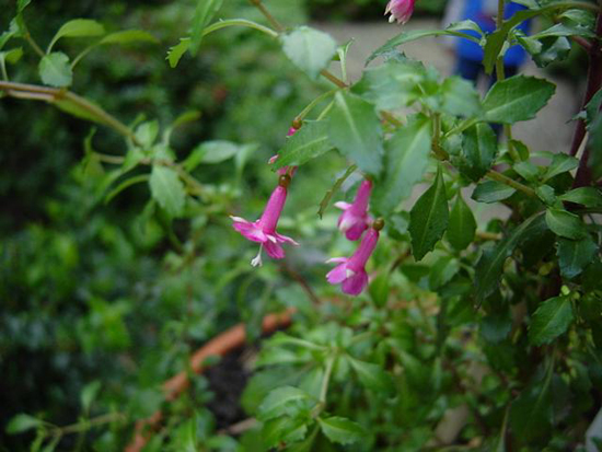 Fotos Fuchsia microphylla - 