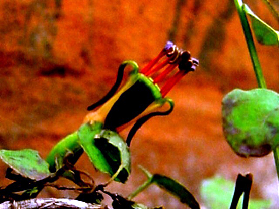 Photos Fuchsia procumbens - 