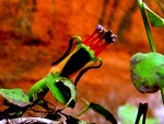Photos Fuchsia procumbens