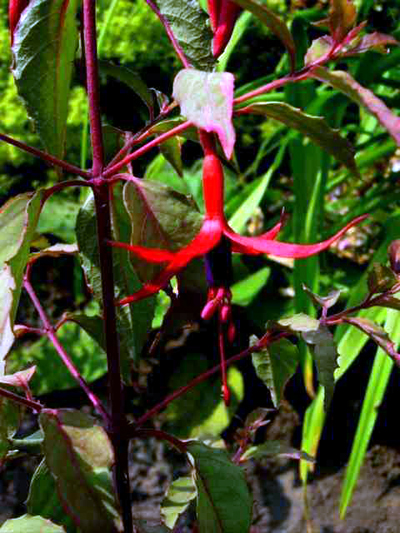 Photos Fuchsia magellanica - Hardy fuchsia