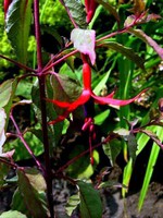 Photos Fuchsia magellanica