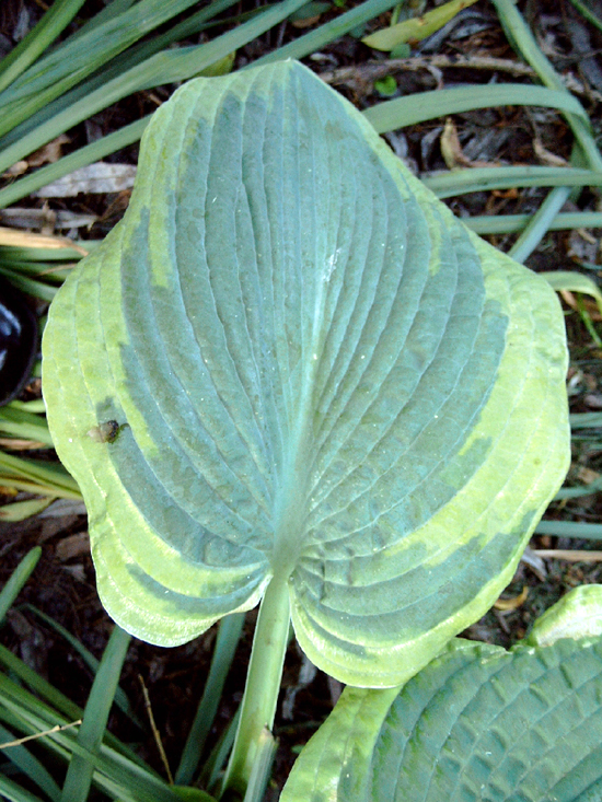 Photos Hosta sieboldiana - 