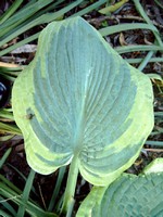 Photos Hosta sieboldiana