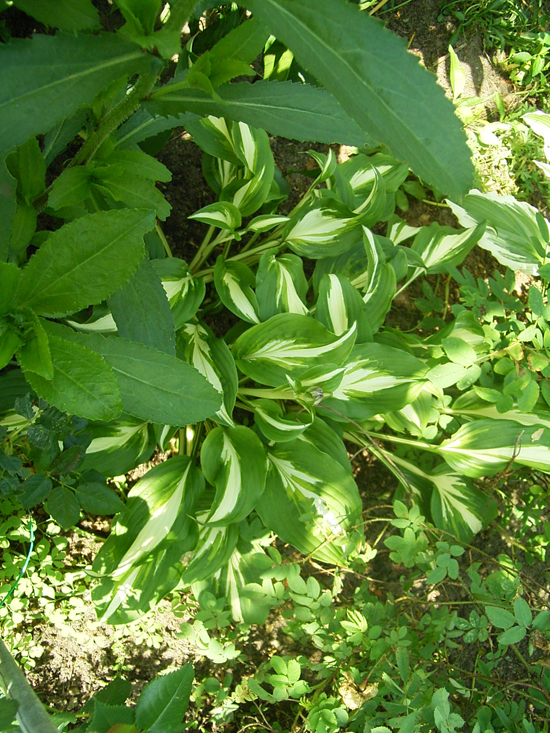 Photos Hosta undulata - 