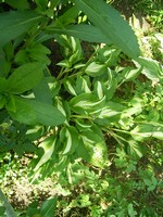 Photos Hosta undulata