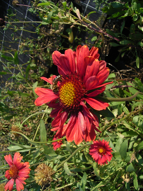 Photos Gaillardia - Blanket flower
