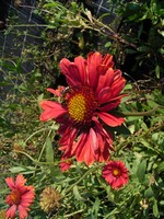 Gaillardia - Kokardenblume Burgunder