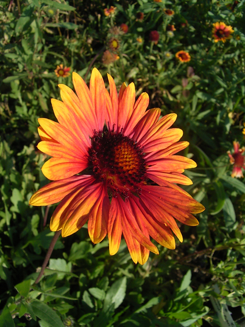 Photos Gaillardia - Blanket flower