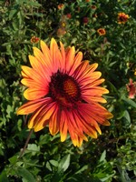 Gaillardia - Kokardenblume Fackelschein