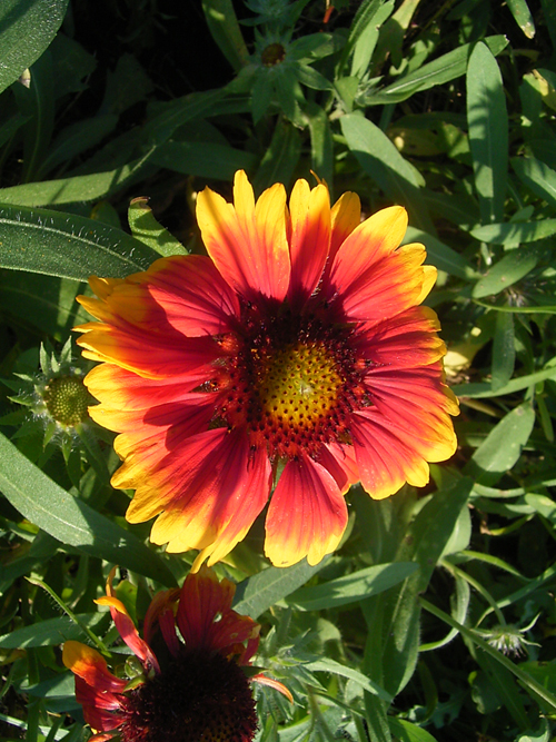 Fotos Gaillardia - 