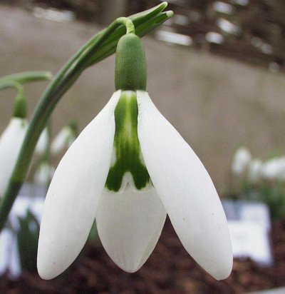 Photos Galanthus nivalis - Snowdrop