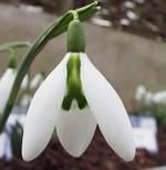 Galanthus nivalis - Schneegl�ckchen Benhall Beauty