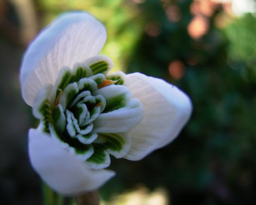 Photos Galanthus - Snowdrop