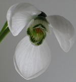 Photos Galanthus elwesii