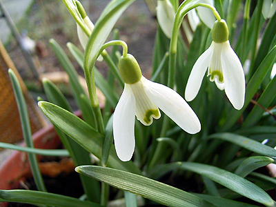 Photos Galanthus nivalis - 