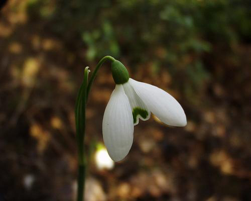 Photos Galanthus nivalis - Snowdrop