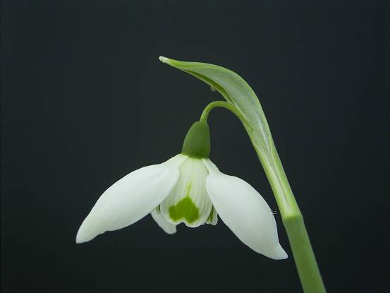 Photos Galanthus nivalis - Snowdrop