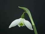 Photos Galanthus nivalis