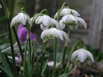 Galanthus nivalis - Schneegl�ckchen Flore Pleno