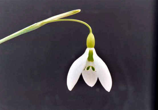 Photos Galanthus graciles - Snowdrop