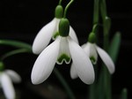Galanthus nivalis - Schneegl�ckchen Magnet