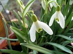 Galanthus nivalis - Schneegl�ckchen