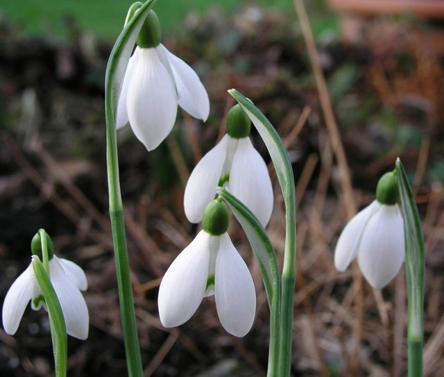 Photos Galanthus nivalis - Snowdrop
