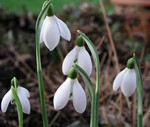 Photos Galanthus nivalis