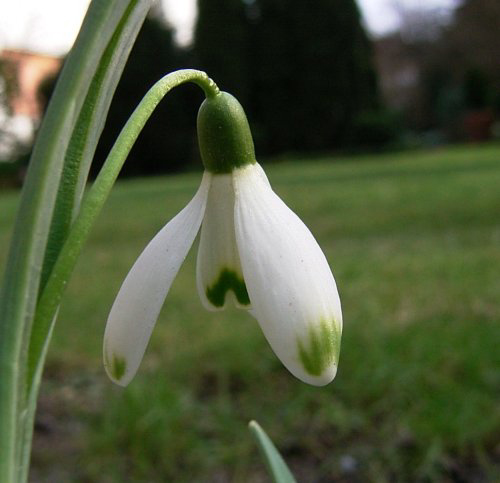 Photos Galanthus nivalis - Snowdrop
