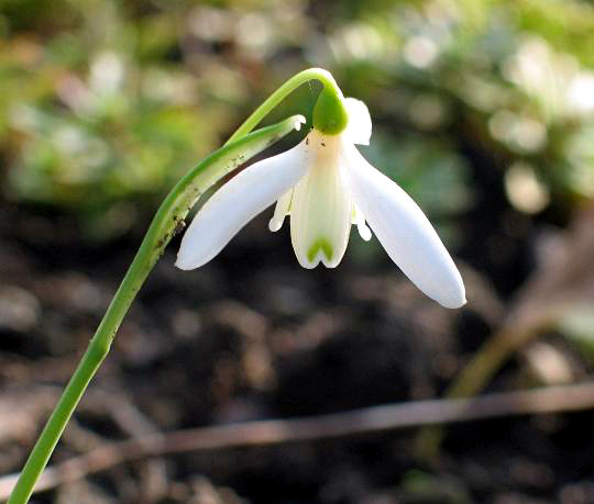 Photos Galanthus reginae olgae - Snowdrop