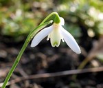 Photos Galanthus reginae olgae