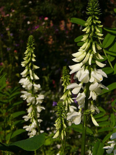 Photos Galega harrlandii - 