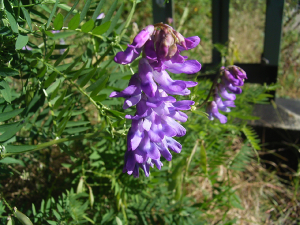 Photos Galega officinalis - 