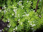 Galium odoratum - Heimischer Wald-Meister