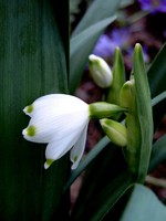 Galtonia candicans - Sommer-Hyazinthe