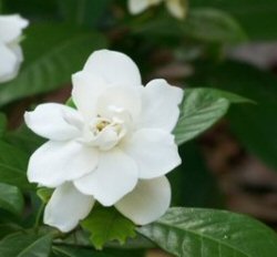 Gardenia jasminoides